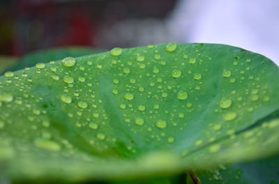 Close-up of raindrops on leaves