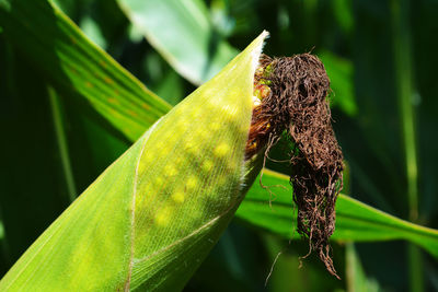 Close-up of insect on plant
