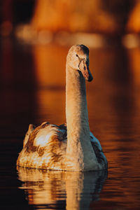 Close-up of duck in lake