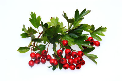 Red berries growing on tree against white background