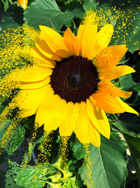 Close-up of sunflower