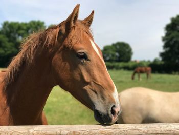 Close-up of a horse in ranch