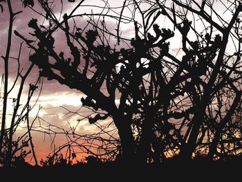 Silhouette trees against sky at sunset