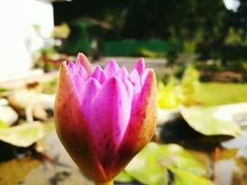 Close-up of pink lotus water lily