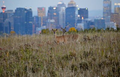 Deer on field against buildings in city