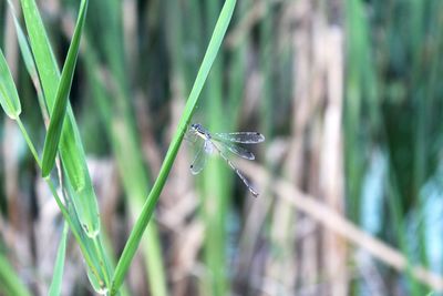 Close-up of insect on grass