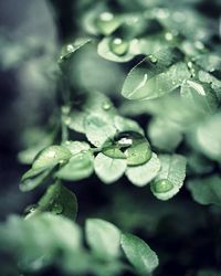 Close-up of wet plant