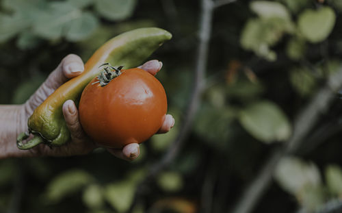 Woman's hands with tomato and pepper after vegetable collection