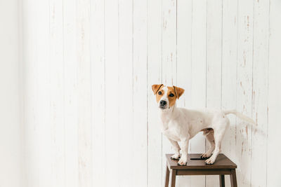 Portrait of dog sitting on wall