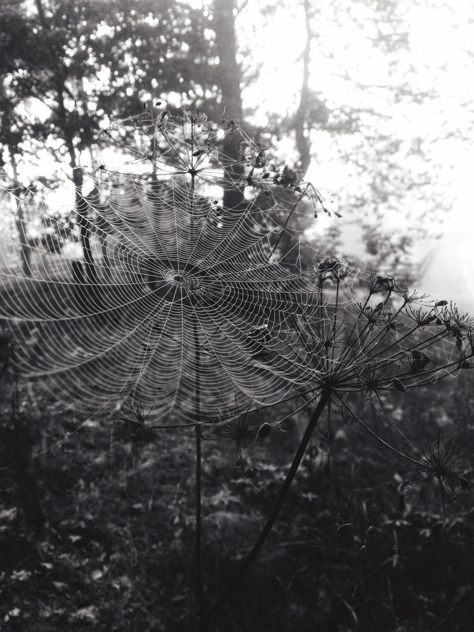 CLOSE-UP OF SPIDER WEB ON TREE TRUNK