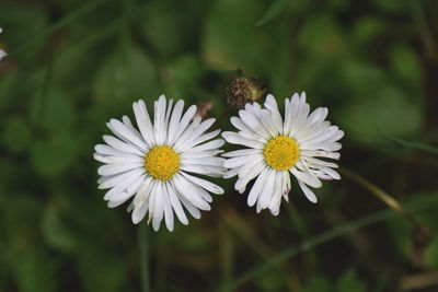 Close-up of white flowering plants