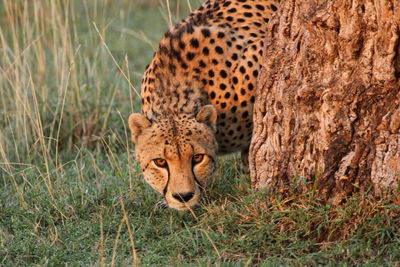 Close-up of cheetah on grass