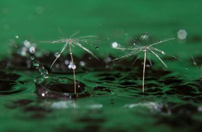 Close-up of water drops on plants