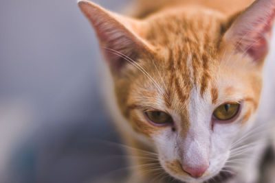 Close-up portrait of tabby cat