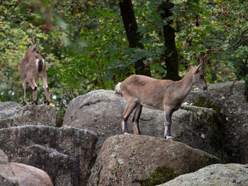 Deer standing on rock