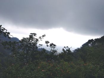 Low angle view of trees against sky
