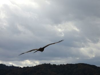 Low angle view of eagle flying against sky