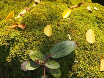 Plants growing on field