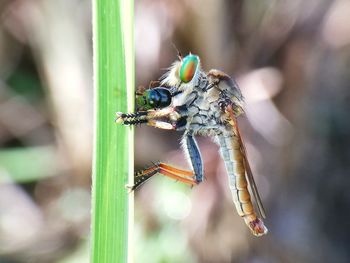 Close-up of insect