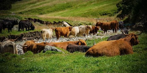 Cows on field