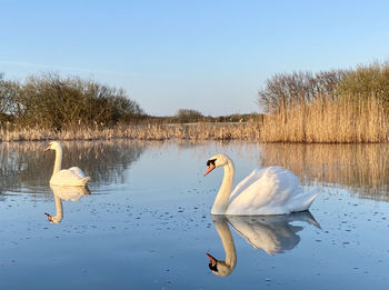 Swan swimming in lake against sky