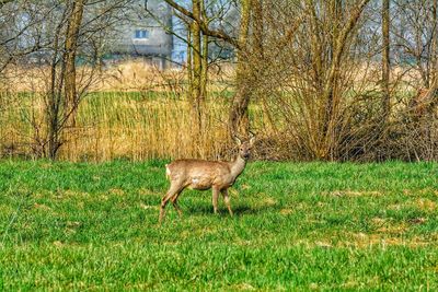 Deer standing on grass