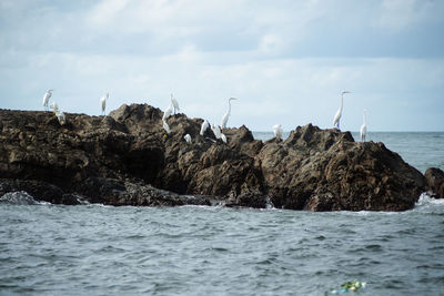 A flock of white herons on the rocks of a beach. preserved environment.