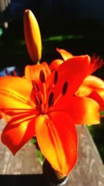 Close-up of orange flower