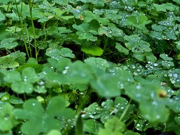Close-up of raindrops on leaves