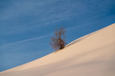 Low angle view of bare tree against blue sky