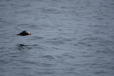 View of ducks swimming in sea