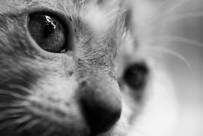 Close-up portrait of cat