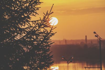 Close-up of silhouette tree against orange sky
