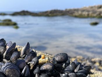 Close-up of stones on beach