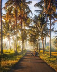 Road amidst palm trees
