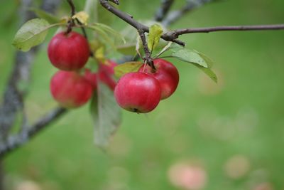 Close-up of red berries growing on tree