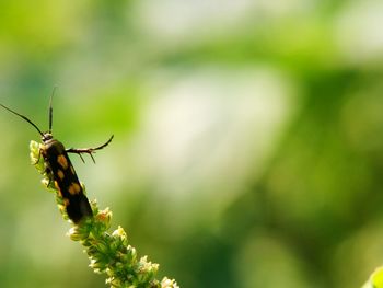 Close-up of butterfly on plant