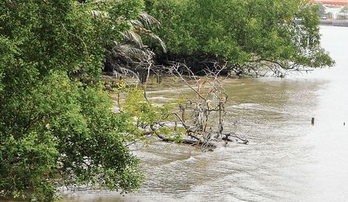 Scenic view of river in forest