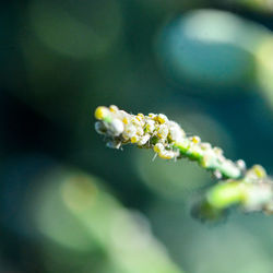 Close-up of small white flowering plant