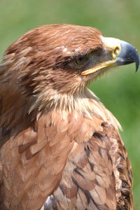 Close-up of a bird