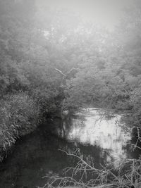 Reflection of trees in lake