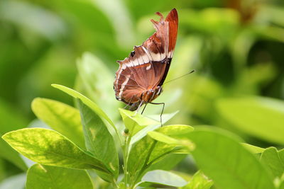 Butterfly on leaf