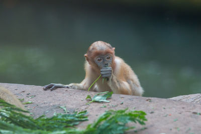 Monkey eating plant while sitting on rock in forest