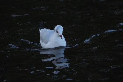 Swan swimming in lake