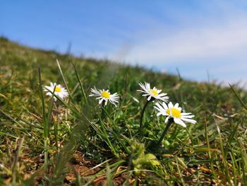 Close-up of yellow flowering plants on field