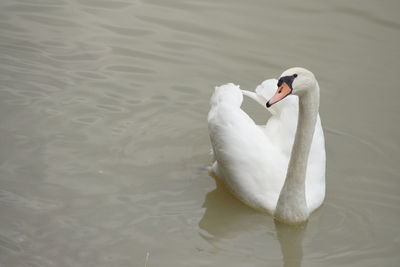 Swan swimming in lake