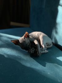 Portrait of cat lying on sofa