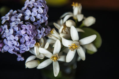 High angle view of flowers against blurred background