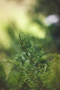 Close-up of pine tree