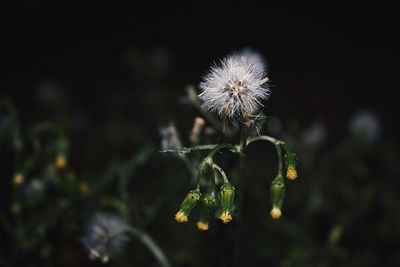 Close-up of dandelion blooming outdoors